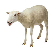 Category